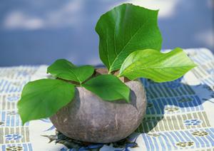 金沢の伝統文化を感じるなら金箔が一番